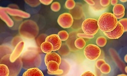Mycoplasma pneumoniae